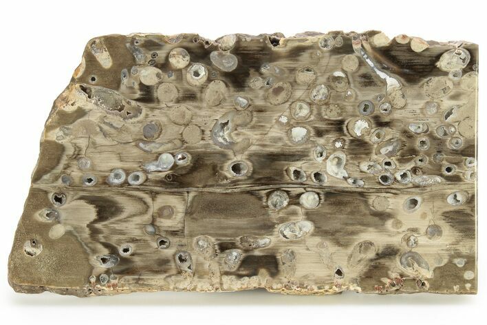 Polished Petrified Teredo (Shipworm Bored) Wood Slab - Texas #265643